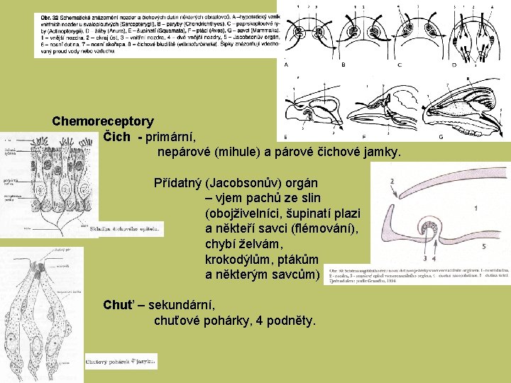 Chemoreceptory Čich - primární, nepárové (mihule) a párové čichové jamky. Přídatný (Jacobsonův) orgán –