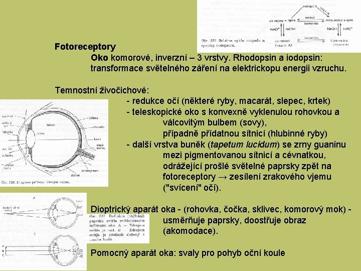 Fotoreceptory Oko komorové, inverzní – 3 vrstvy. Rhodopsin a iodopsin: transformace světelného záření na