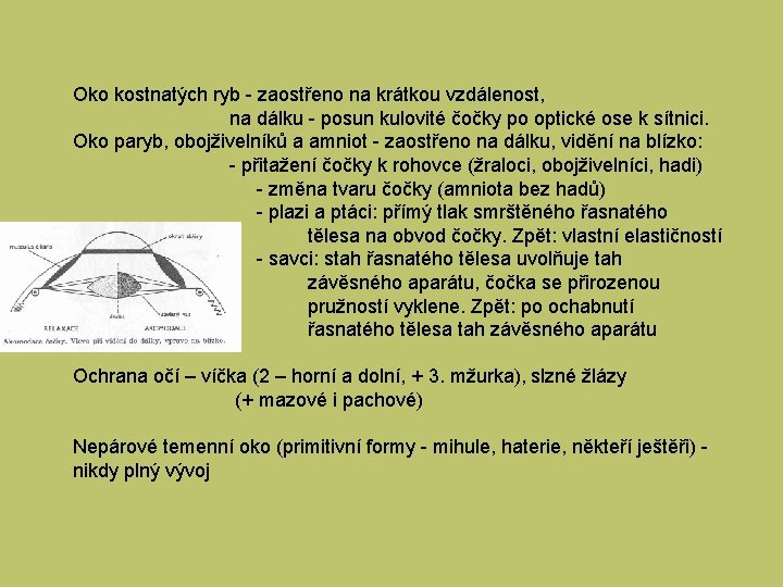 Oko kostnatých ryb - zaostřeno na krátkou vzdálenost, na dálku - posun kulovité čočky