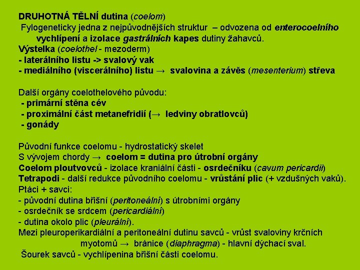 DRUHOTNÁ TĚLNÍ dutina (coelom) Fylogeneticky jedna z nejpůvodnějších struktur – odvozena od enterocoelního vychlípení
