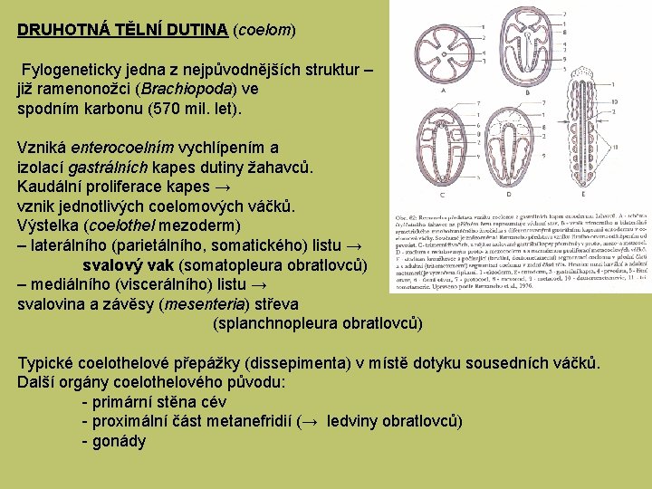 DRUHOTNÁ TĚLNÍ DUTINA (coelom) Fylogeneticky jedna z nejpůvodnějších struktur – již ramenonožci (Brachiopoda) ve