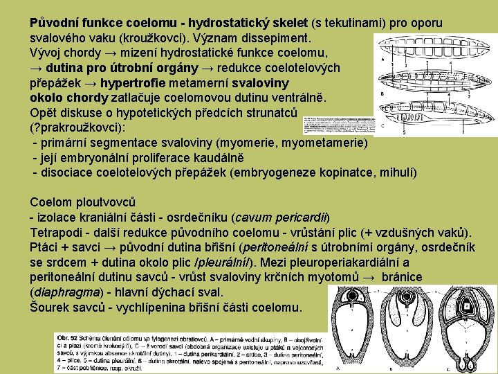 Původní funkce coelomu - hydrostatický skelet (s tekutinami) pro oporu svalového vaku (kroužkovci). Význam