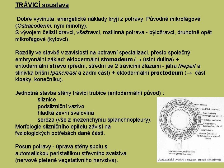 TRÁVICÍ soustava Dobře vyvinuta, energetické náklady kryjí z potravy. Původně mikrofágové (Ostracodermi, nyní minohy).