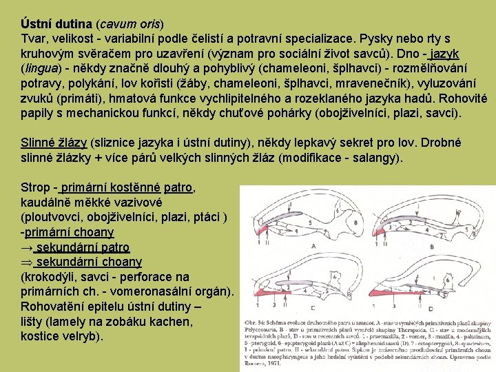 Ústní dutina (cavum oris) Tvar, velikost - variabilní podle čelistí a potravní specializace. Pysky