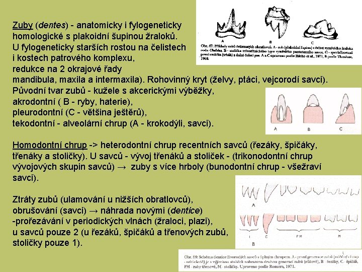 Zuby (dentes) - anatomicky i fylogeneticky homologické s plakoidní šupinou žraloků. U fylogeneticky starších