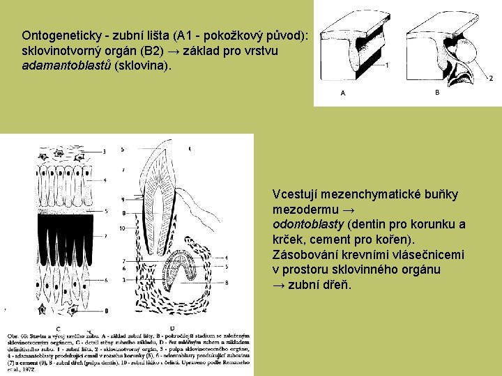 Ontogeneticky - zubní lišta (A 1 - pokožkový původ): sklovinotvorný orgán (B 2) →