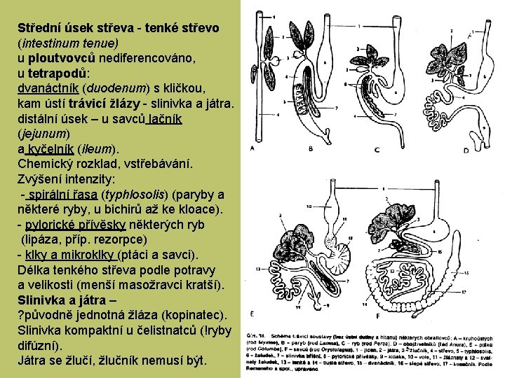 Střední úsek střeva - tenké střevo (intestinum tenue) u ploutvovců nediferencováno, u tetrapodů: dvanáctník