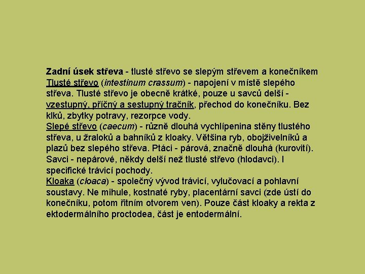 Zadní úsek střeva - tlusté střevo se slepým střevem a konečníkem Tlusté střevo (intestinum