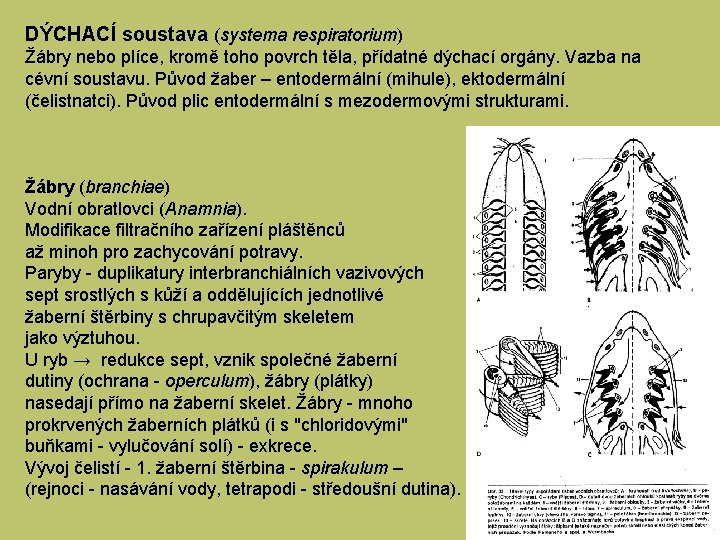 DÝCHACÍ soustava (systema respiratorium) Žábry nebo plíce, kromě toho povrch těla, přídatné dýchací orgány.