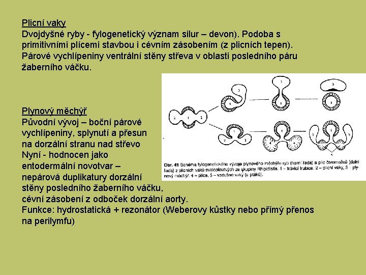 Plicní vaky Dvojdyšné ryby - fylogenetický význam silur – devon). Podoba s primitivními plícemi