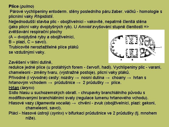 Plíce (pulmo) Párové vychlípeniny entoderm. stěny posledního páru žaber. váčků - homologie s plicními