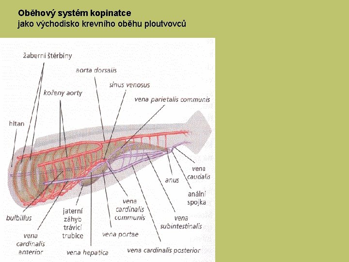 Oběhový systém kopinatce jako východisko krevního oběhu ploutvovců 