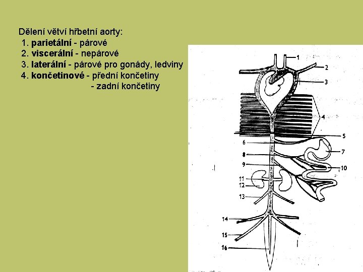 Dělení větví hřbetní aorty: 1. parietální - párové 2. viscerální - nepárové 3. laterální