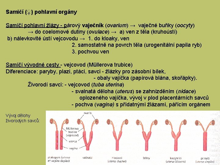 Samičí (♀) pohlavní orgány Samičí pohlavní žlázy - párový vaječník (ovarium) → vaječné buňky