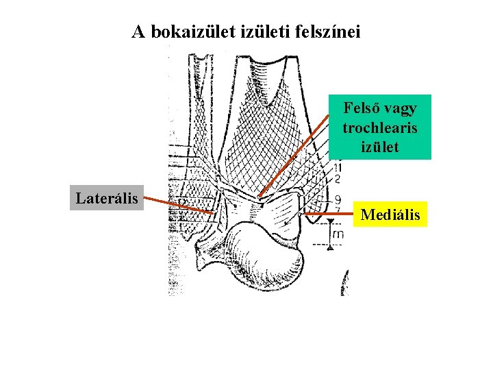 A bokaizületi felszínei Felső vagy trochlearis izület Laterális Mediális 