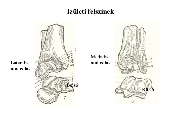 Izületi felszínek Medialis malleolus Lateralis malleolus Belső Külső 