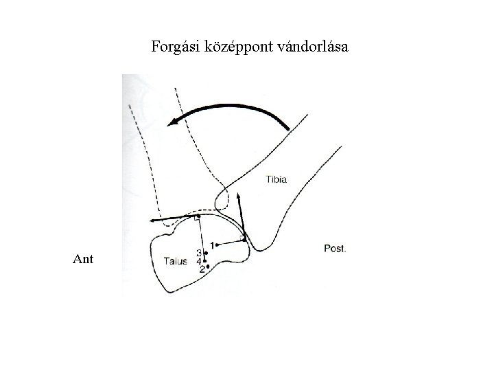 Forgási középpont vándorlása Ant 