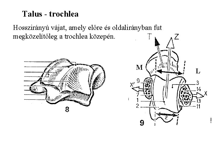 Talus - trochlea Hosszirányú vájat, amely előre és oldalirányban fut megközelítőleg a trochlea közepén.