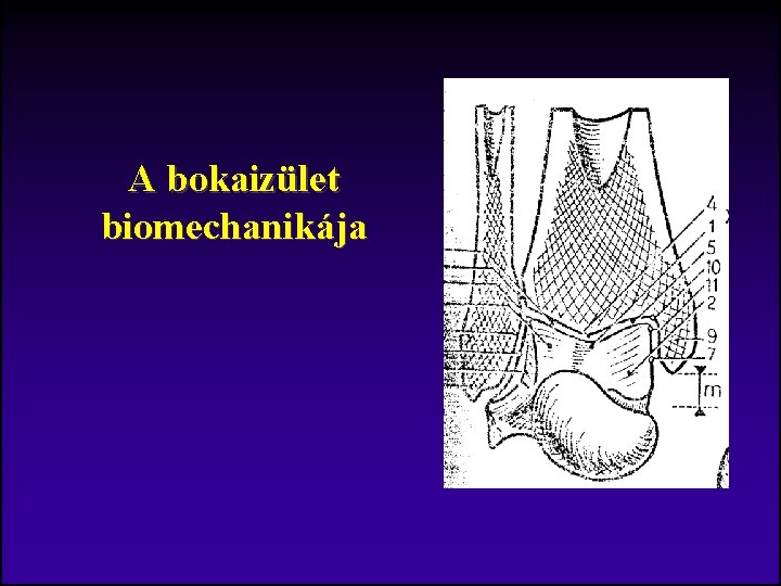 A bokaizület biomechanikája 