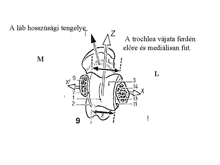 A láb hosszúsági tengelye A trochlea vájata ferdén előre és mediálisan fut. M L