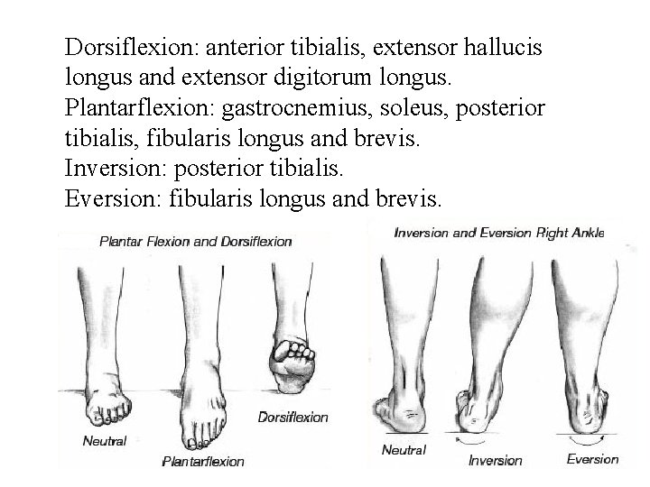 Dorsiflexion: anterior tibialis, extensor hallucis longus and extensor digitorum longus. Plantarflexion: gastrocnemius, soleus, posterior