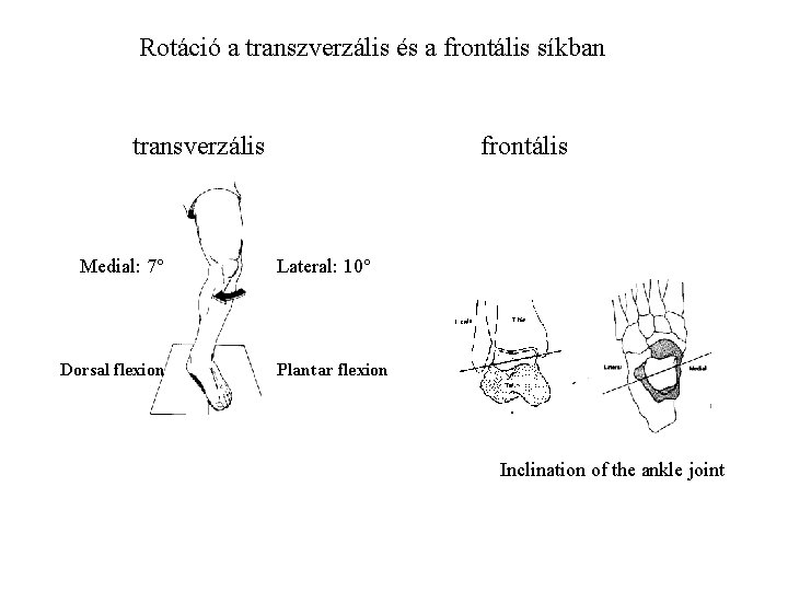 Rotáció a transzverzális és a frontális síkban transverzális Medial: 7° Dorsal flexion frontális Lateral: