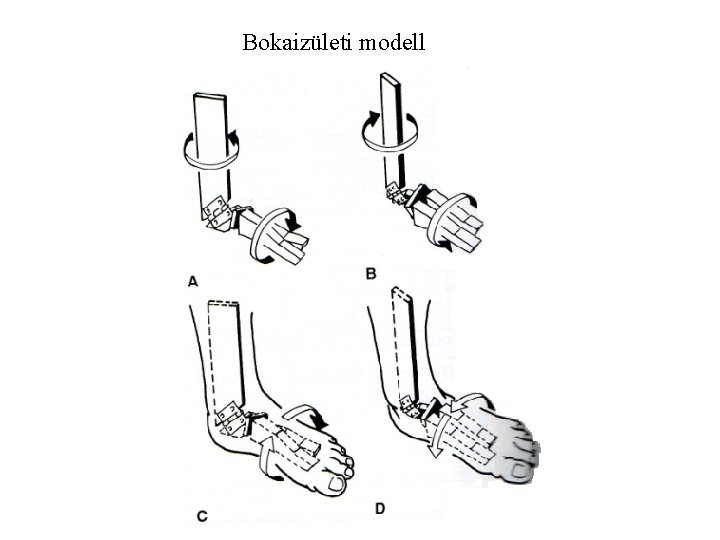 Bokaizületi modell 