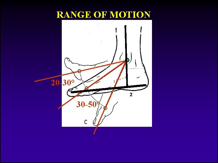 RANGE OF MOTION 20 -30° 30 -50° 