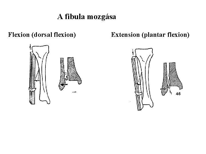 A fibula mozgása Flexion (dorsal flexion) Extension (plantar flexion) 