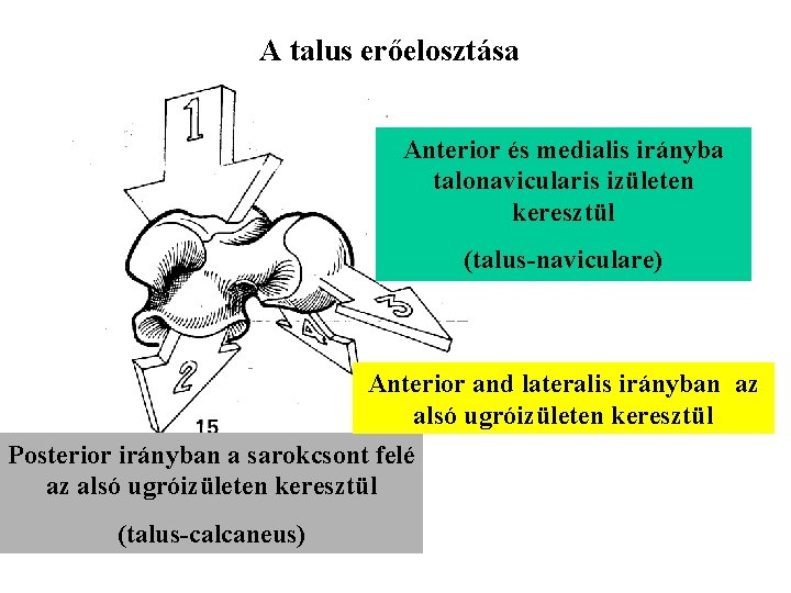 A talus erőelosztása Anterior és medialis irányba talonavicularis izületen keresztül (talus-naviculare) Anterior and lateralis