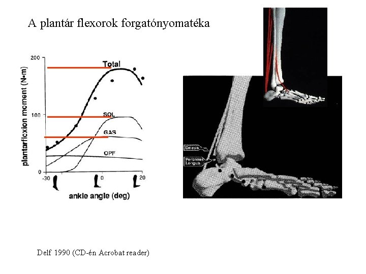 A plantár flexorok forgatónyomatéka Delf 1990 (CD-én Acrobat reader) 