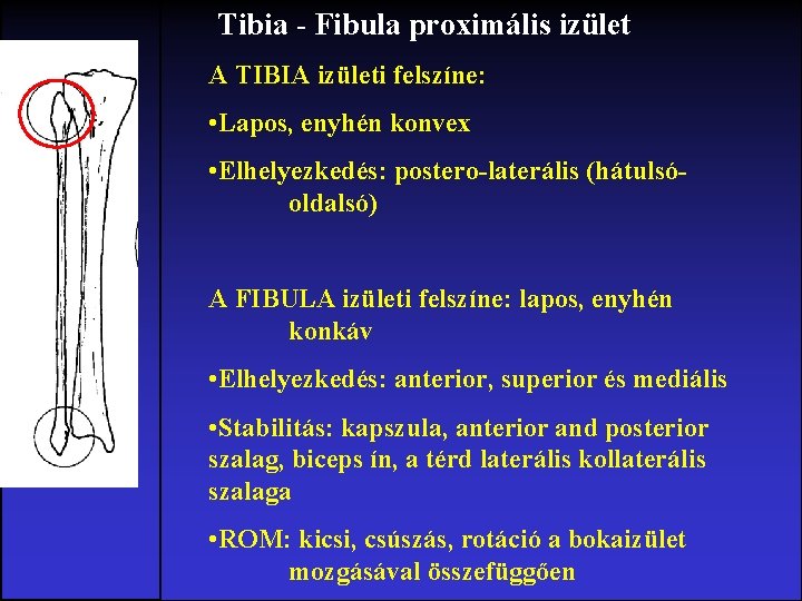 Tibia - Fibula proximális izület A TIBIA izületi felszíne: • Lapos, enyhén konvex •