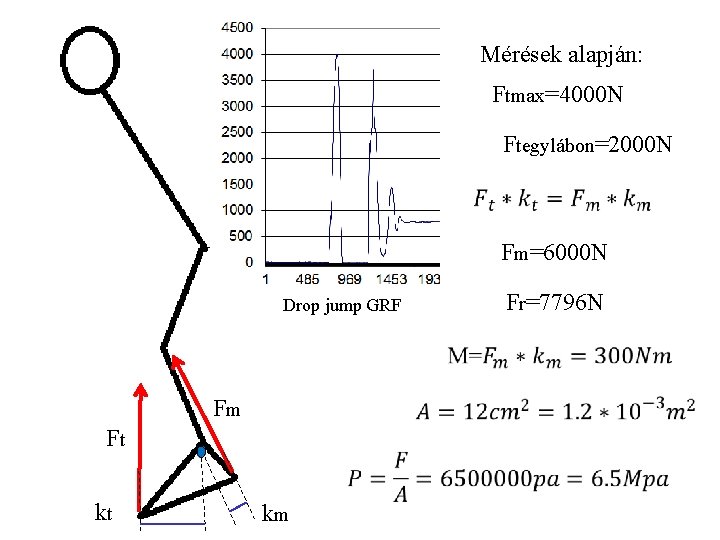 Mérések alapján: Ftmax=4000 N Ftegylábon=2000 N Fm=6000 N Fr=7796 N Drop jump GRF Fm