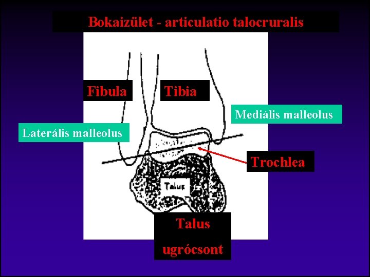 Bokaizület - articulatio talocruralis Fibula Tibia Mediális malleolus Laterális malleolus Trochlea Talus ugrócsont 