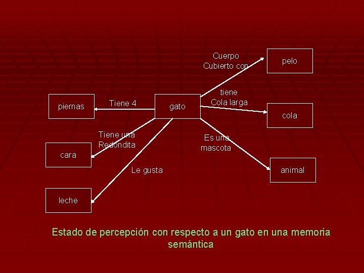 Cuerpo Cubierto con piernas Tiene 4 gato pelo tiene Cola larga cola Tiene una