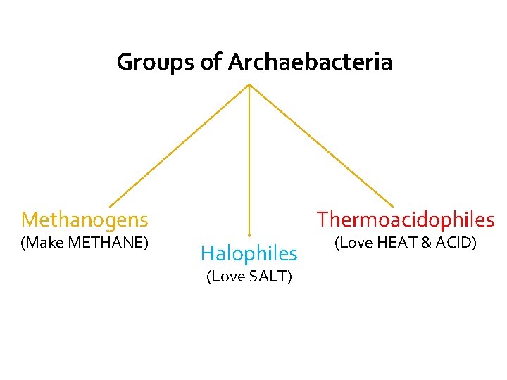 Groups of Archaebacteria Thermoacidophiles Methanogens (Make METHANE) Halophiles (Love SALT) (Love HEAT & ACID)