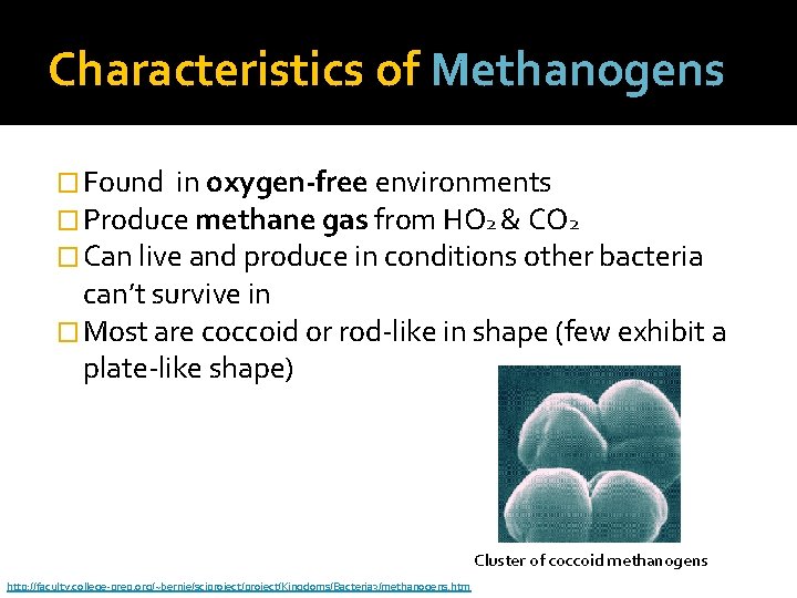Characteristics of Methanogens � Found in oxygen-free environments � Produce methane gas from HO