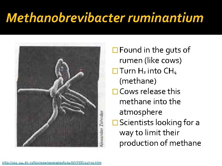 Methanobrevibacter ruminantium � Found in the guts of rumen (like cows) � Turn H
