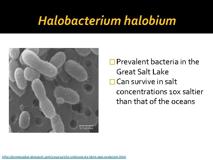 Halobacterium halobium � Prevalent bacteria in the Great Salt Lake � Can survive in