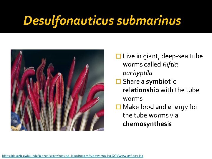 Desulfonauticus submarinus � Live in giant, deep-sea tube worms called Riftia pachyptila � Share