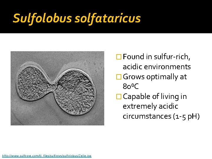Sulfolobus solfataricus � Found in sulfur-rich, acidic environments � Grows optimally at 80⁰C �