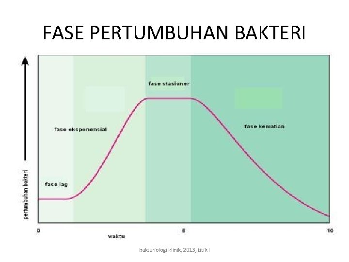 FASE PERTUMBUHAN BAKTERI bakteriologi klinik, 2013, titik l 