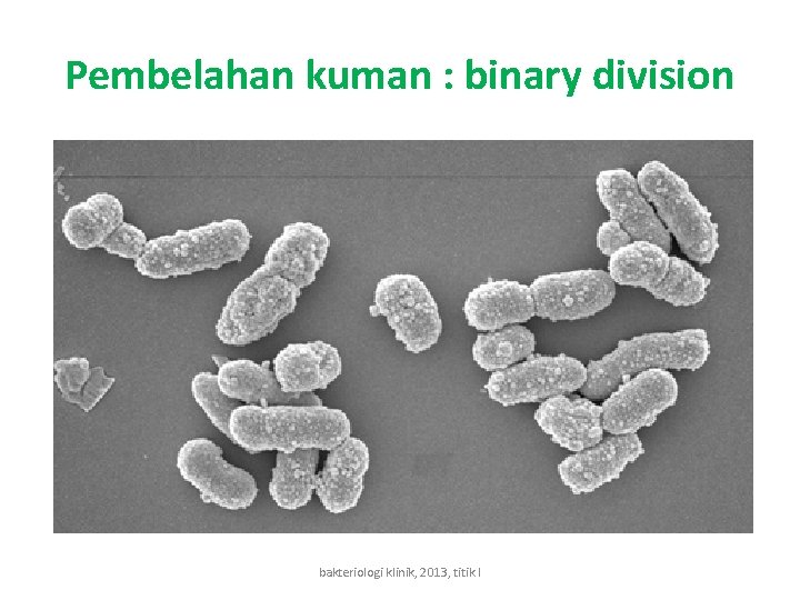 Pembelahan kuman : binary division bakteriologi klinik, 2013, titik l 
