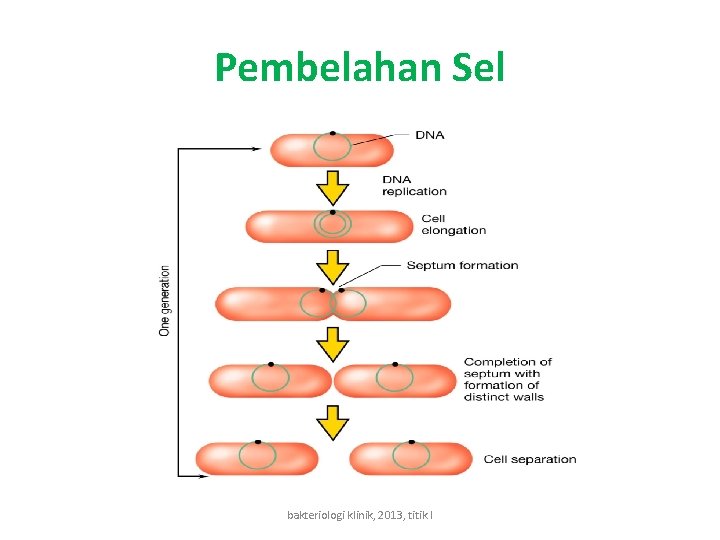 Pembelahan Sel bakteriologi klinik, 2013, titik l 