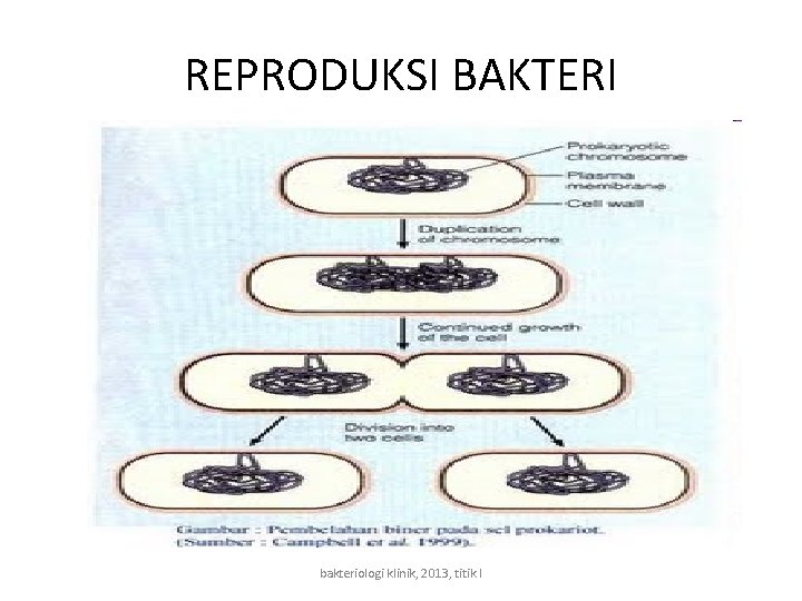 REPRODUKSI BAKTERI bakteriologi klinik, 2013, titik l 