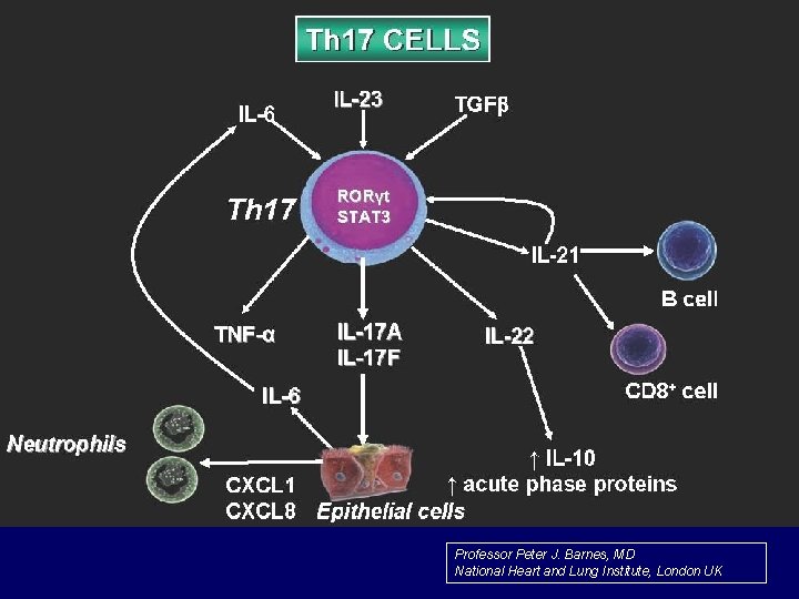 Professor Peter J. Barnes, MD National Heart and Lung Institute, London UK 