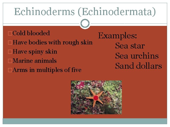 Echinoderms (Echinodermata) �Cold blooded �Have bodies with rough skin �Have spiny skin �Marine animals
