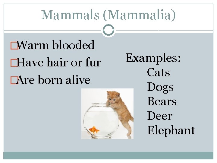 Mammals (Mammalia) �Warm blooded �Have hair or fur �Are born alive Examples: Cats Dogs