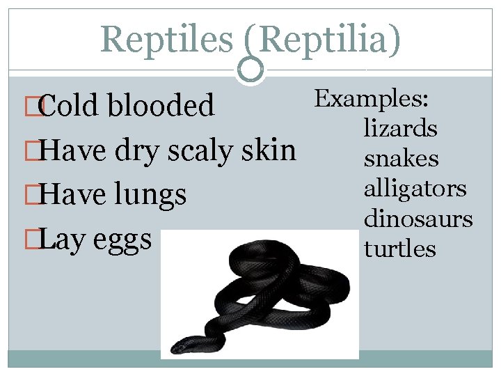 Reptiles (Reptilia) �Cold blooded �Have dry scaly skin �Have lungs �Lay eggs Examples: lizards