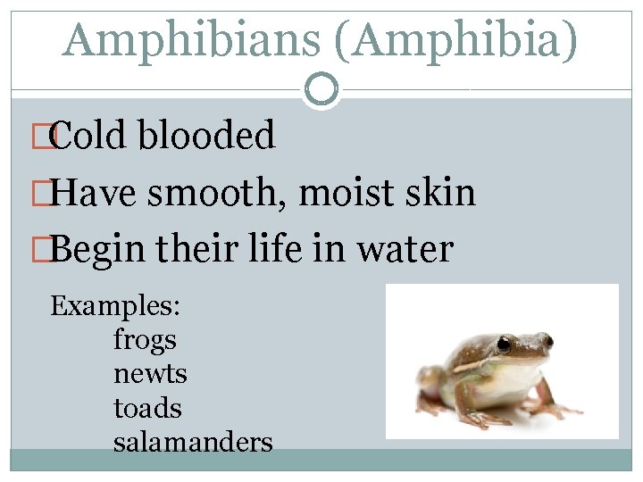 Amphibians (Amphibia) �Cold blooded �Have smooth, moist skin �Begin their life in water Examples: